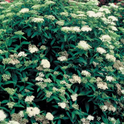 2 x Spirée Japonaise &lsquo;Albiflora&rsquo; – Spiraea japonica &lsquo;Albiflora&rsquo;  – 25-30 cm pot
