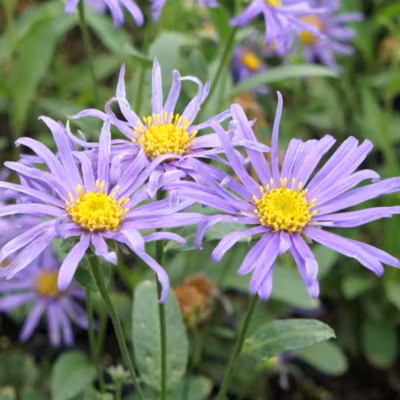 6 x Œil de Christ &lsquo;Blue King&rsquo; – Aster &lsquo;Blue King&rsquo;  – godet 9cm x 9cm