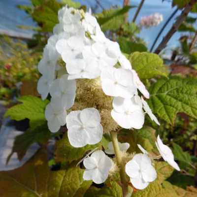 2 x Hortensia à feuilles de chêne &lsquo;Snow Queen&rsquo; – Hydrangea quercifolia &lsquo;Snow Queen&rsquo;  – 30-40 cm pot