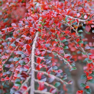 2 x Cotonéaster rampant – Cotoneaster horizontalis  – 50-60 cm pot
