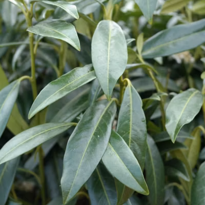 2 x Laurier-cerise &lsquo;Herbergii&rsquo; – Prunus laurocerasus &lsquo;Herbergii&rsquo;  – 40-60 cm pot
