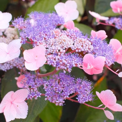 2 x Hortensia aspera &lsquo;Hot Chocolate&rsquo; – Hydrangea aspera &lsquo;Hot Chocolate&rsquo;  – 25-30 cm pot