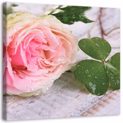 Cadre déco, Rose rose fleur nature 50×50 cm