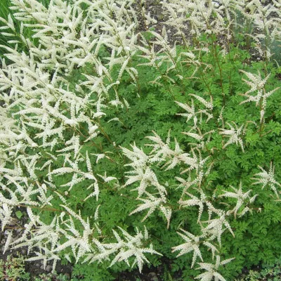 6 x Barbe-de-Bouc – Aruncus aethusifolius  – godet 9cm x 9cm