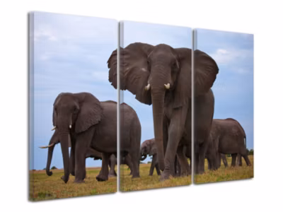DECLINA, Tableau toile imprimée, animaux, Tableau déco animalier éléphant, 150×100 cm
