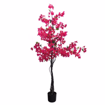Bougainvillier Sanderiana 180 cm