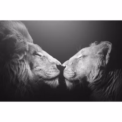Tableau sur toile bisou de lion 30×45 cm Fabriqué en France