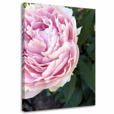 Tableau sur toile, Pivoine Fleur Plante 70×100 cm