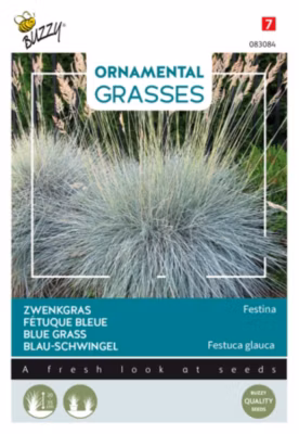Buzzy Ornamental Grasses Fétuque bleue &lsquo;Festina&rsquo; Semences – Ca. 10 graines