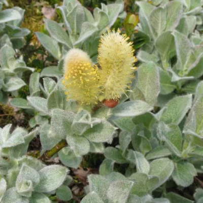 2 x Saule – Salix lanata  – 25-30 cm pot