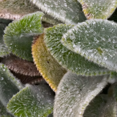 6 x Oreille de lapin &lsquo;Silver Carpet&rsquo; – Stachys byzantina &lsquo;Silver Carpet&rsquo;  – godet 9cm x 9cm