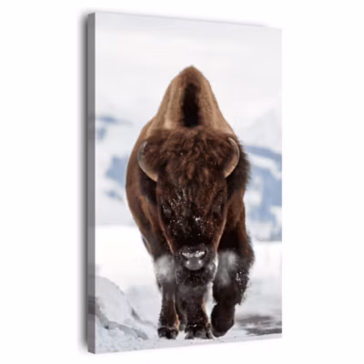 Tableau sur toile bison 30×45 cm Fabriqué en France