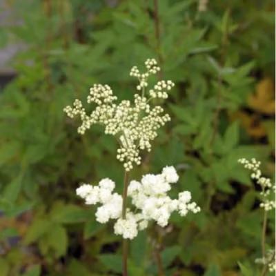 6 x Reine des près – Filipendula ulmaria &lsquo;Plena&rsquo;  – godet 9cm x 9cm