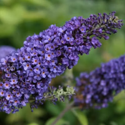 2 x Arbre aux papillons – Buddleja davidii &lsquo;Empire Blue&rsquo;  – 40-60 cm pot