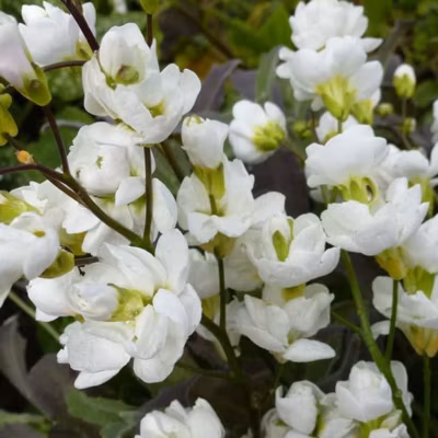 6 x Arabette du Caucase &lsquo;Bakkely&rsquo; – Arabis Caucasica &lsquo;Bakkely&rsquo;  – godet 9cm x 9cm