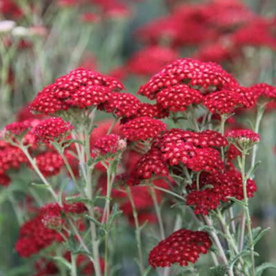 6 x Achillée millefeuille &lsquo;Red Velvet&rsquo; – Achillea millefolium &lsquo;Red Velvet&rsquo;  – godet 9cm x 9cm